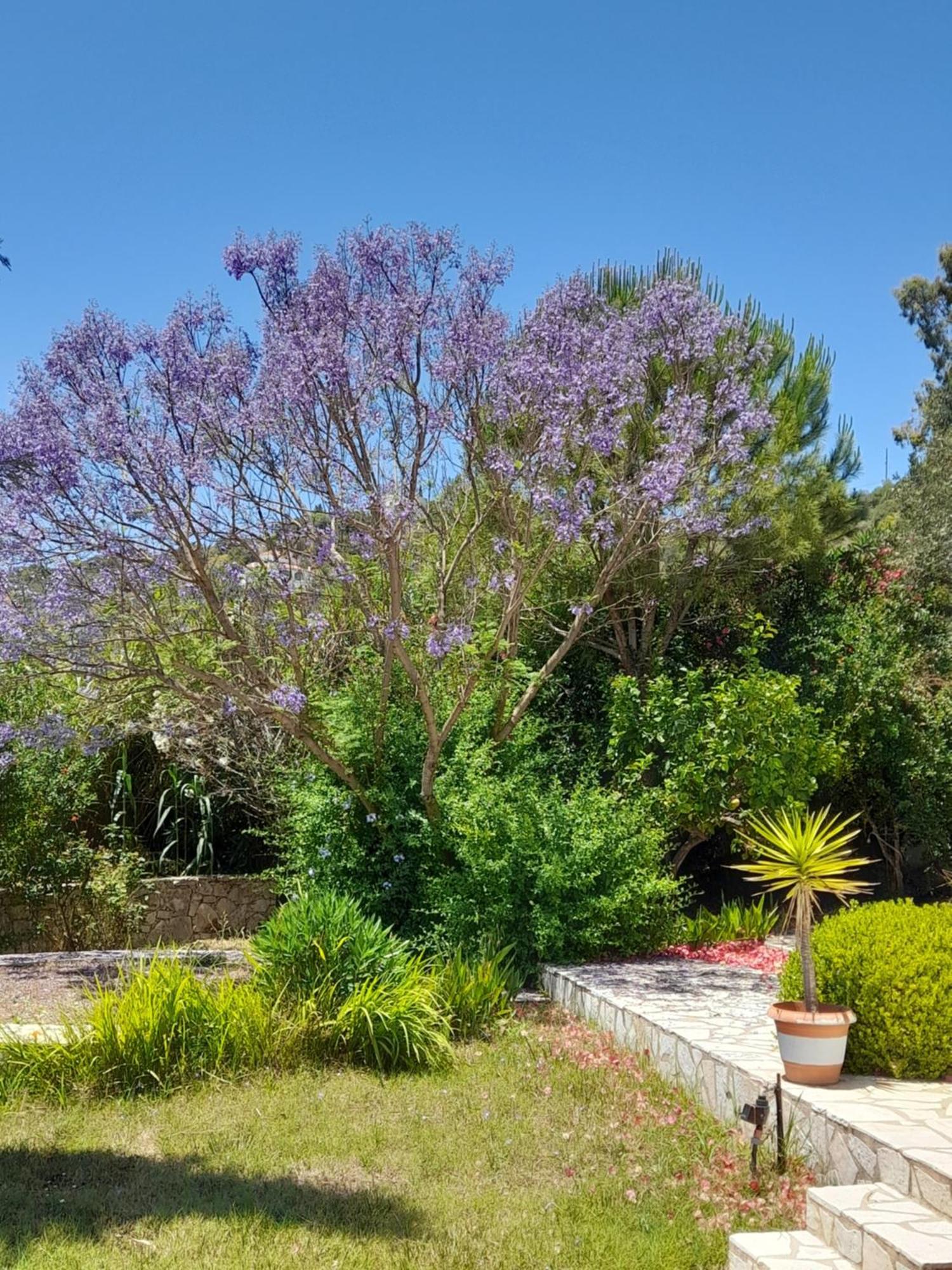 Lemon Tree Cottage Finikounta Esterno foto